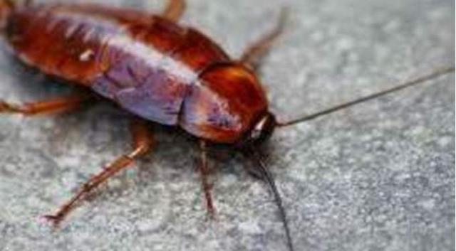 تفسير رؤية  الصراصير في المنام