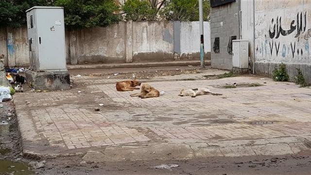 الكلاب الضالة بالإسكندرية