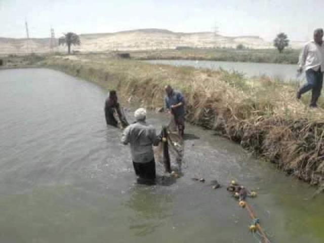 الجارديان المصرية