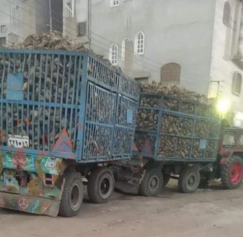 ارشيفية
