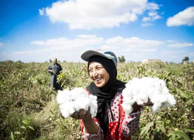 القطن المصرى