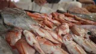 أسعار السمك اليوم الاثنين 16-5-2022
