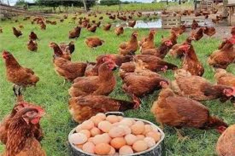 اسعار الدواجن والبيض