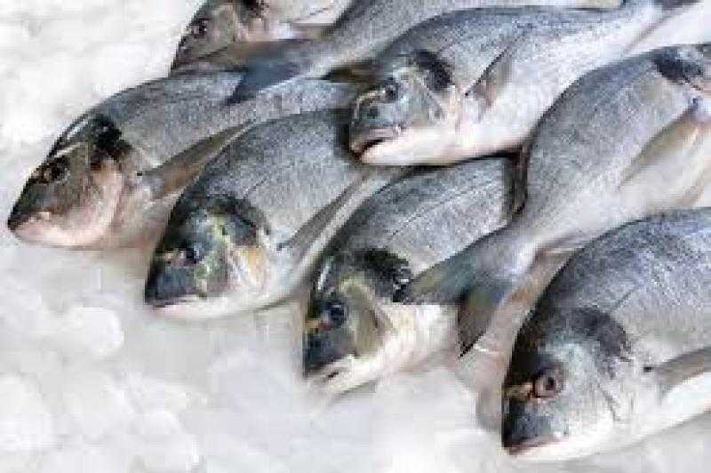 أسعار الأسماك اليوم الاثنين 8-8-2022 في مصر
