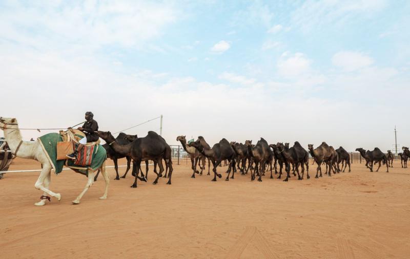 الجارديان المصرية