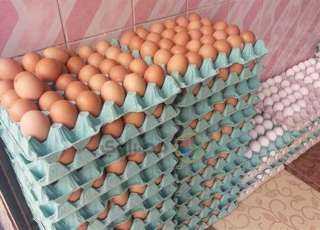 ارتفاع أسعار البيض بالاسواق المصرية اليوم