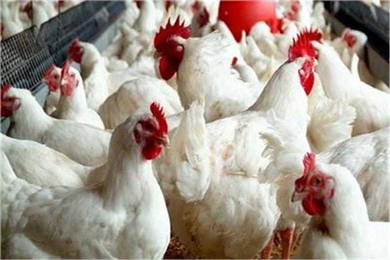توقع انخفاض أسعار اللحوم والدواجن والأسماك اعتبارا من 27 فبراير الجاري
