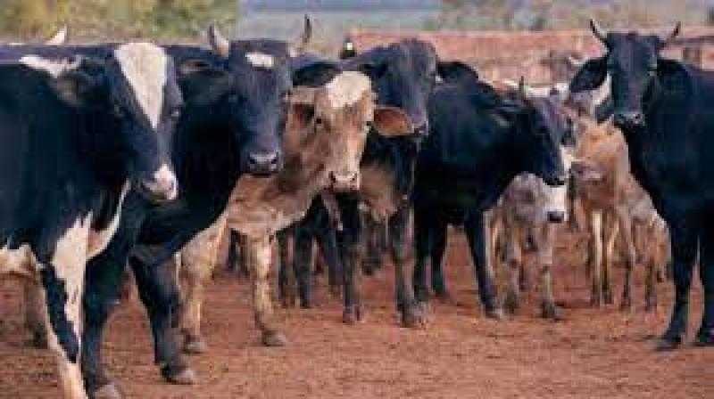 عدة دول تحظر استيراد اللحوم من البرازيل بعد اكتشاف حالة جنون البقر