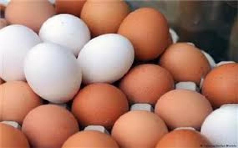 اسعار البيض