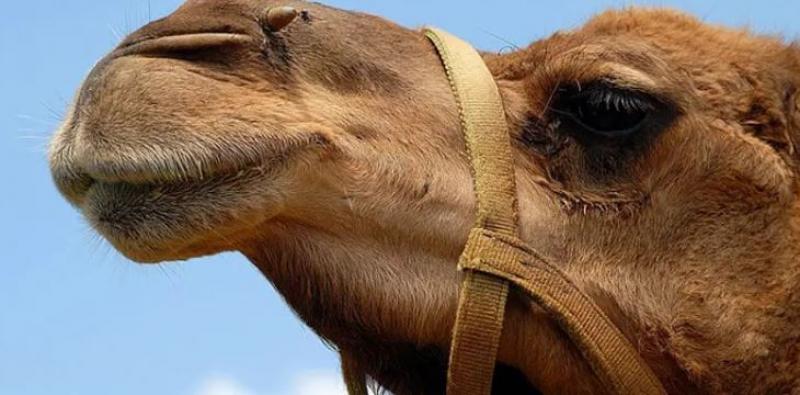 الجارديان المصرية