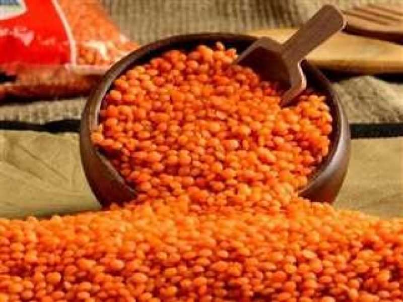 أسعار العدس اليوم