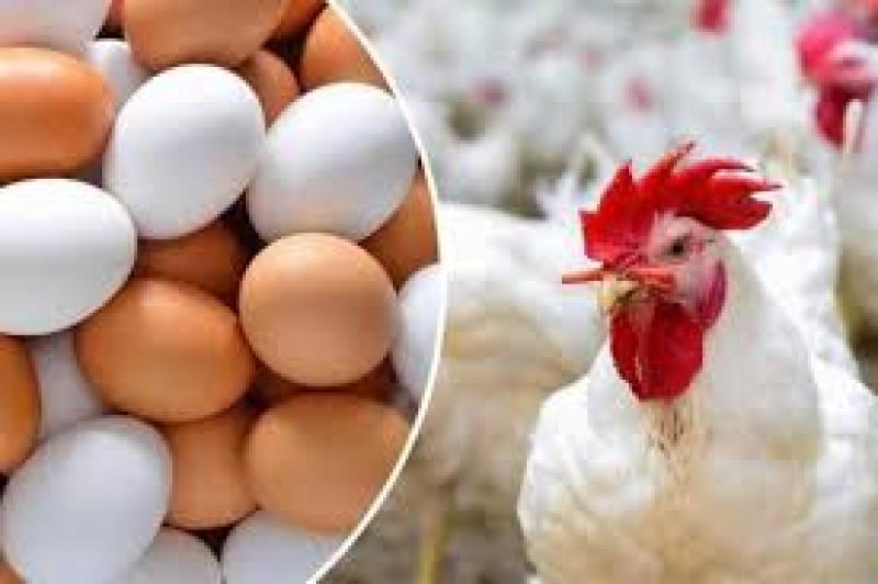 اسعار الدواجن والبيض