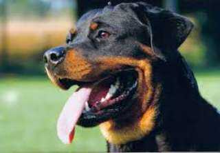 تعرف على رسوم ترخيص الكلاب بقانون تنظيم حيازة الحيوانات الخطرة