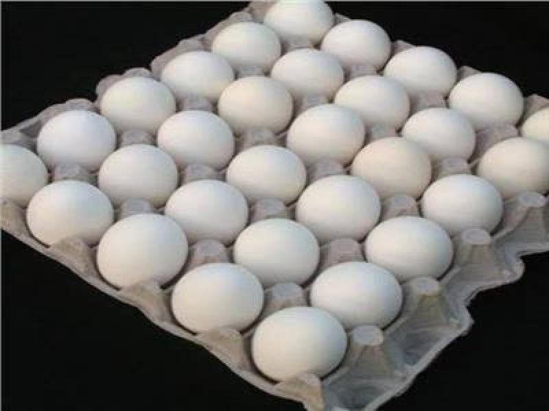 سعر كرتونة البيض اليوم 
