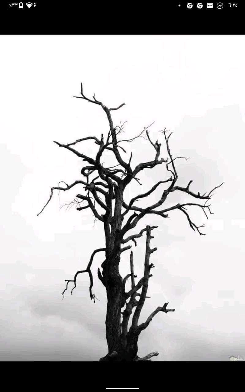 c1d8eead6f3e.jpg